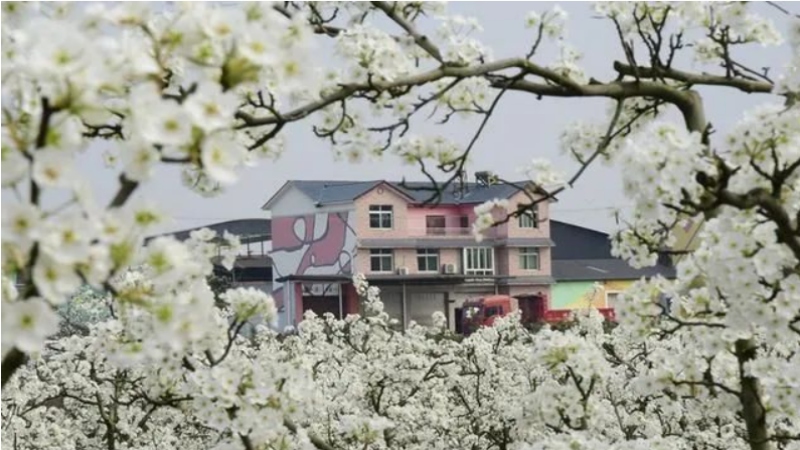 【赏花|罗江梨花】忽如一夜春风来，罗江处处梨花开！