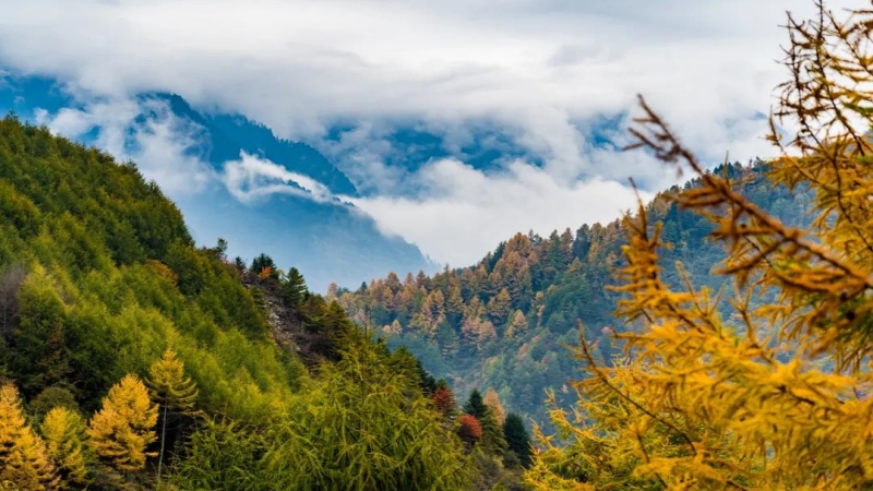 【秋色|卓西牧场】沿彩林山沟而上高山牧场，观彩林，体验徒步之美！