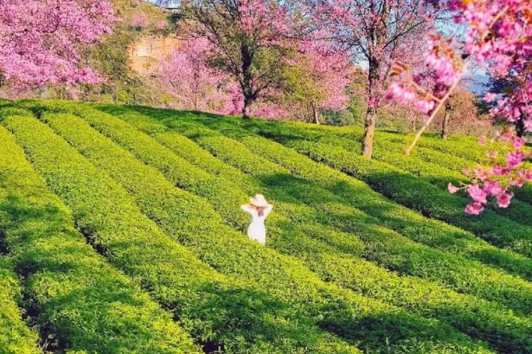【浪漫冬日云南】樱花开在云端，雪峰倒映在湖光里，十天九夜的环线，串起冬日最惊艳的风景，让你一程看尽四