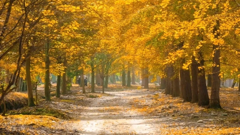 【秋色|羊马河银杏】成都周边“天花板”级的银杏园,如同闯进金色秋日童话世界,拍照超级出片!