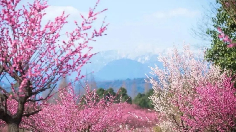 【红梅|十里梅林】走近成都“小婺源”，春日限定的花海