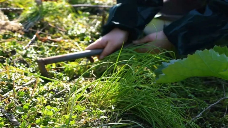 【崇州打野|挖野葱】崇州挖野葱，带上麻袋跟我冲！