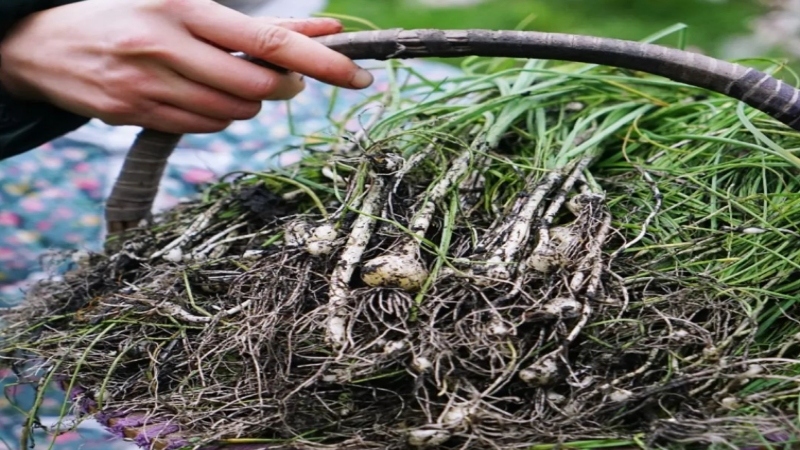 【挖野菜|涌华寺】涌华寺徒步踏春，“捅”了野葱的窝子