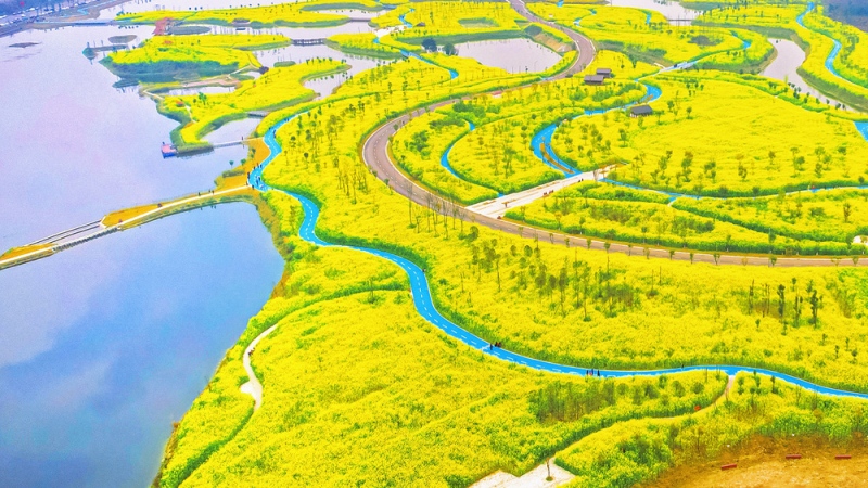 【油菜花|五湖四海】打卡千亩油菜花地五湖四海，畅游黄龙溪古镇