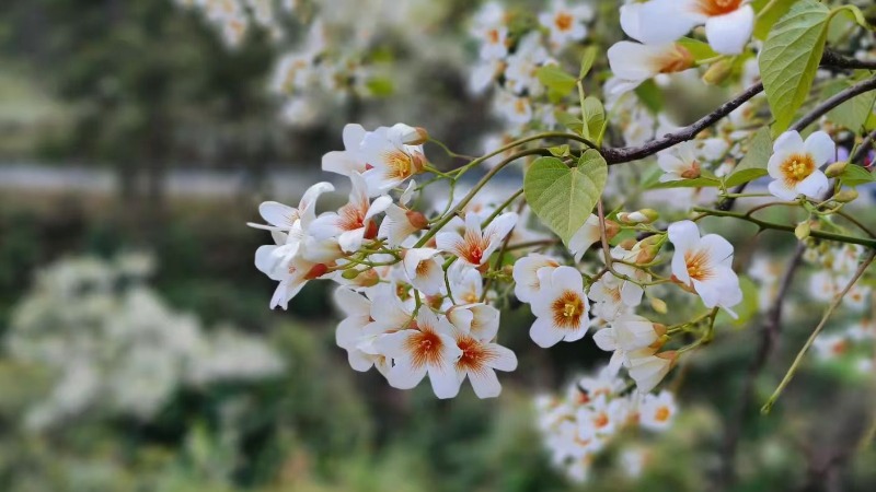 【山王镇桐子花】万亩桐子花将盛开，山王镇最美桐子花山脊线