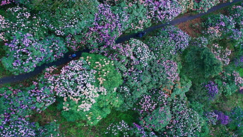 【杜鹃花|都江堰龙池】徒步都江堰龙池，顶流杜鹃花、美到炸裂！