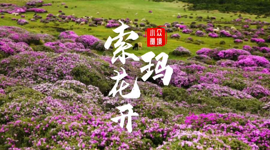 索玛花开