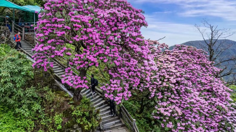 【含入园|峨眉山】超值特惠！已含峨眉山入园费用！云端仙境，高山杜鹃开爆了