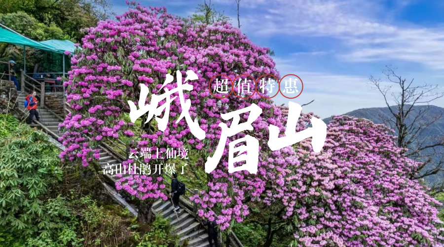 峨眉山杜鹃花