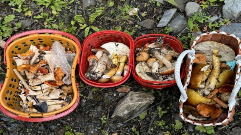 【捡菌子|依则邦纳】徒步小众秘境，原始唯美的圣山牧场，捡野生菌子