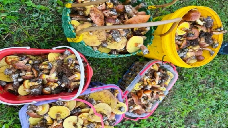 【捡菌子|祖玛草原】这里是菌子的故乡，是云的牧场，捡菌子捡到手软