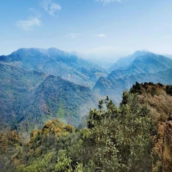 【老鹰岩山脊环线】彭州新晋徒步野趣线路，森林竹林野果，土路古道怪石，云梯绳索攀爬！