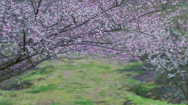 【大邑青梅古道梅花】梅花香自苦寒来，踏青赏花正当时