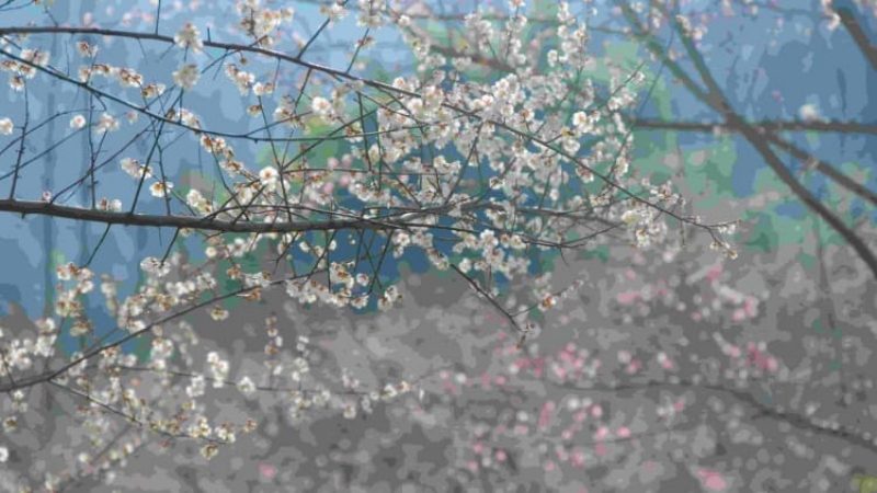 【大邑三元场梅花】西岭雪边寻梅影，三元场里醉暗香，不负冬来好时节，踏歌归去梦犹香