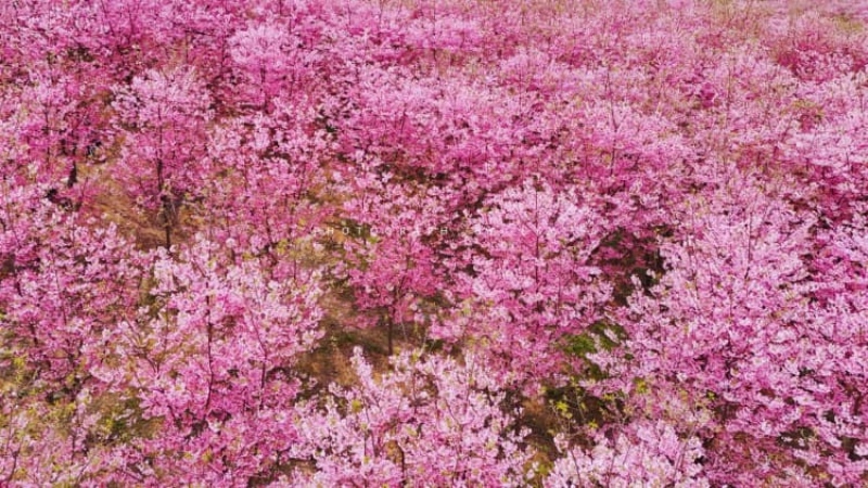 【彭州樱花谷|天马镇油菜花】一季花开倾城颜，一眼春色入人心