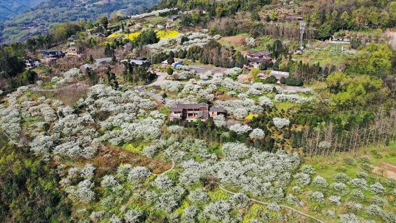 【李花|鹤鸣山大坪村】李花悄然开放，漫步鹤鸣山、春风十里不如你