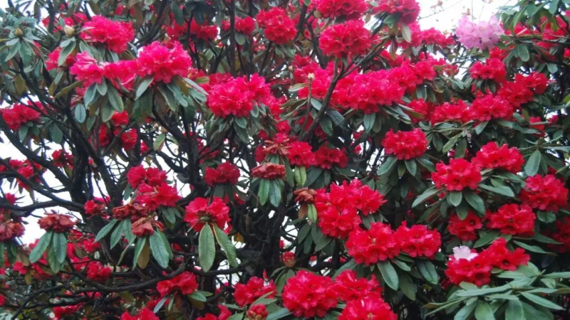 【无忧谷杜鹃花】阳光下的无忧谷，山花烂漫，静享无忧时光