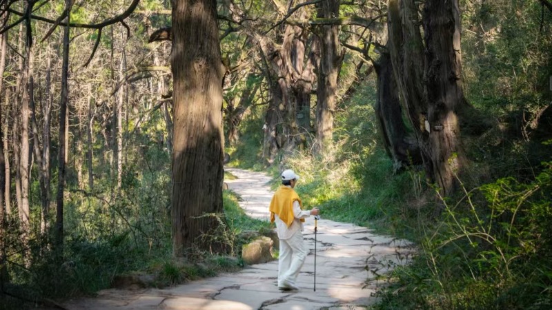 【探秘古蜀道2日】一眼千年的震撼！川内人文天花板徒步线，千年古道青柏遮天