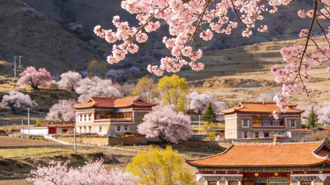 【道孚杏花3日】小众冷门！被雪山藏起来的杏花仙境，真川西天花板！