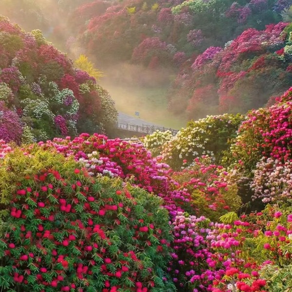 【百里杜鹃】毕节百里杜鹃|织金洞，旅拍摄影，留下花海中的记忆