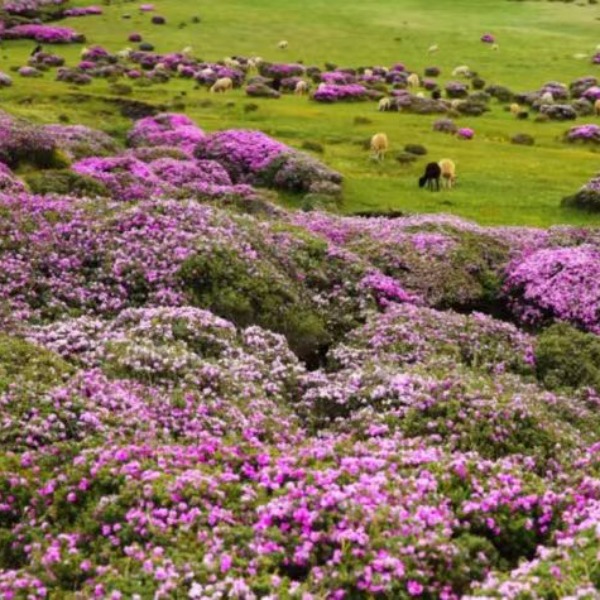 【索玛花开】冷门却惊艳的凉山秘境！索玛花+蓝花楹的双重浪漫