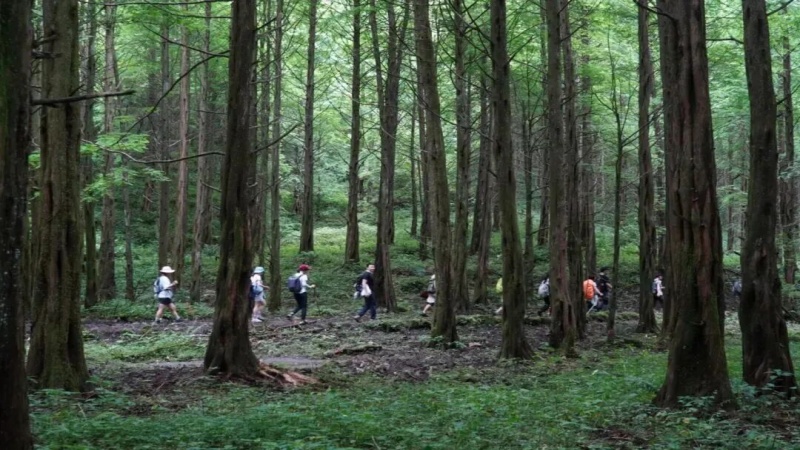 【鹿儿韭|琉璃坝】徒步秘境森林寻山珍！挖野菜拾野趣，尽享山野馈赠
