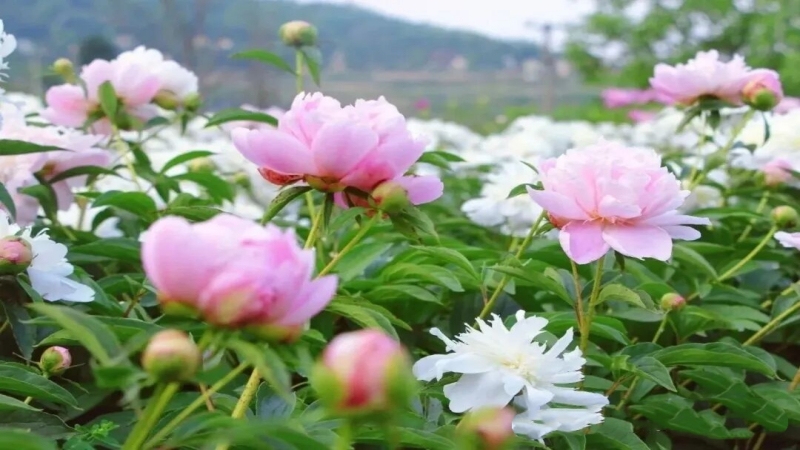 【四月花神|棚花村芍药花】棚花村700亩芍药花海正值开放，打卡千年德孝传承古镇