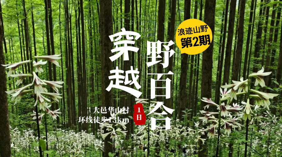 浪迹山野第2期|野百合穿越