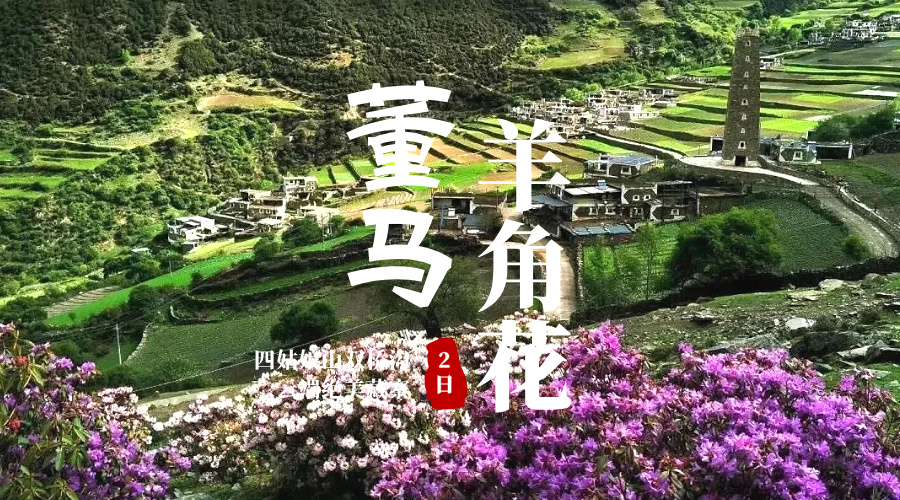 四姑娘山|董马羊角花