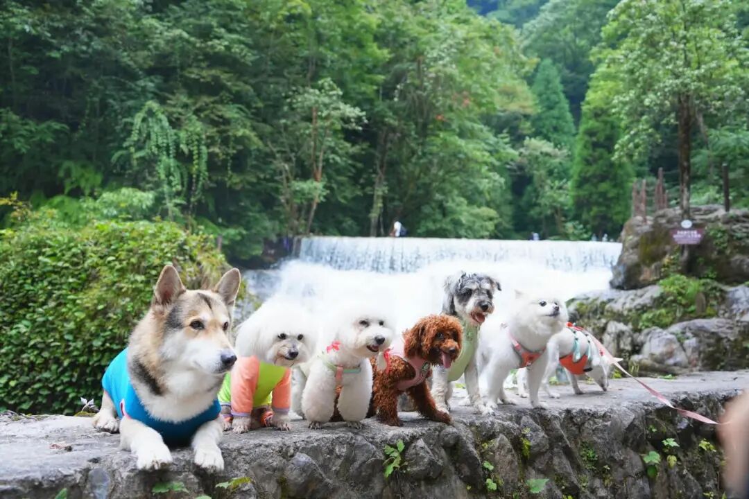 【汪汪趣野|大飞水】汪汪宠物团·徒步森林氧吧“小瑞士”（小型犬）