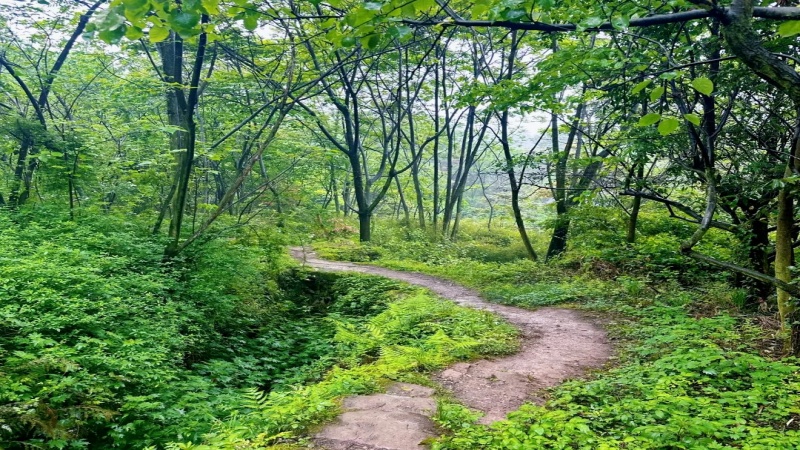 【绿野仙踪|凤鸣山】90%遮阴的小众徒步路线，竹海森林美到失语