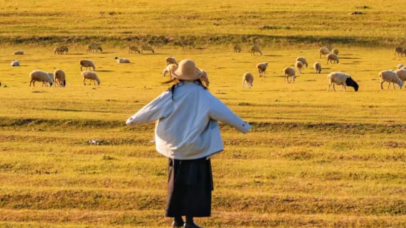 【旅拍大团|金秋呼伦贝尔9日】草原鎏金，林海绚烂，走进呼伦贝尔的金秋油画，遇北国最盛大的秋日浪漫