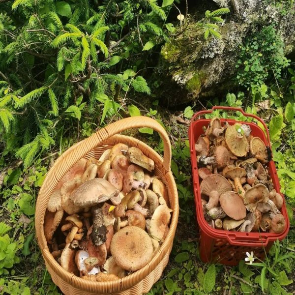 【捡菌子|木厂沟】藏于孟屯河谷的避世清幽之地，探索原始寻菌秘境