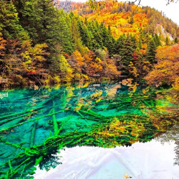 【秋色|九寨沟天母湖】秋染山海，双境寻幽！两日漫游，解锁川西最治愈的秋日秘境