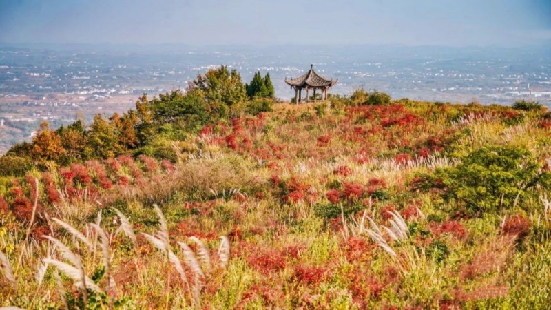 【秋色|龚家山红枫芦苇】不枉等一年!这里赏红枫,观芦苇!看风景美如画